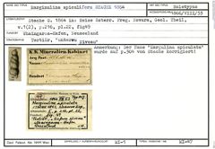 Karteikarte zum Holotyp von Marginulina apiculata Stache, 1864